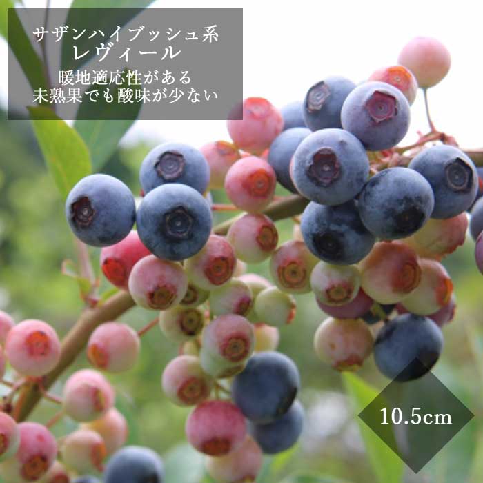 ブルーベリー 苗木 サザンハイブッシュ系 レヴィール 10.5cmポット