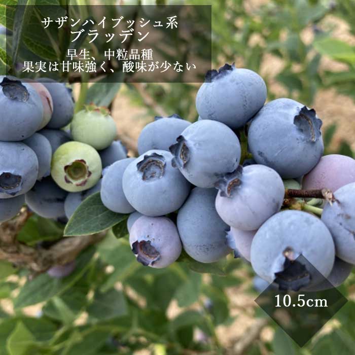 ブルーベリー 苗木 サザンハイブッシュ系 ブラッデン 10.5cmポット