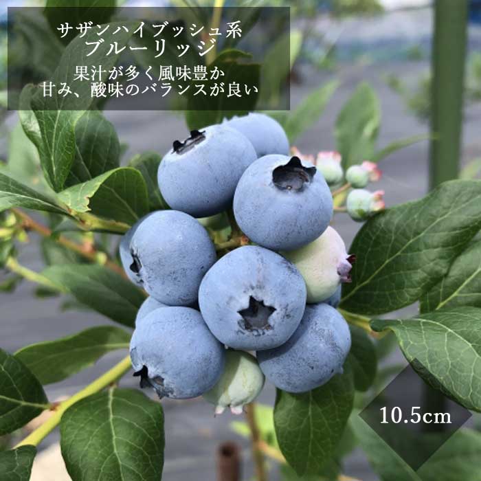 ブルーベリー苗 オニール サザンハイブッシュ系 接木大苗 8号鉢