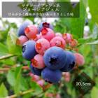 �֥롼�٥꡼ ���� ������ϥ��֥å���� ���硼���������� 10.5����ݥå� ���̼� berry ��������