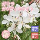 ��ͽ��۽ɺ��� �� ������ �����ǥ��ۥ磻�� 9������󥰥ݥå� �뤵�˶��� �ѽ��� ����ä��󤽤� ¿ǯ�� �ڥ�˥���ڣ����Ⱦ���缡ȯ����