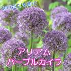 ꥢ ꥦ  ѡץ륫  庬 1 ܡǥ  鿴Ը ڤ֤ˤ ֤