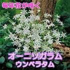 ˥ ٥饿 庬 5 äѤʤ  󤻿 ץ󥿡  ǯ֤餯 ֤