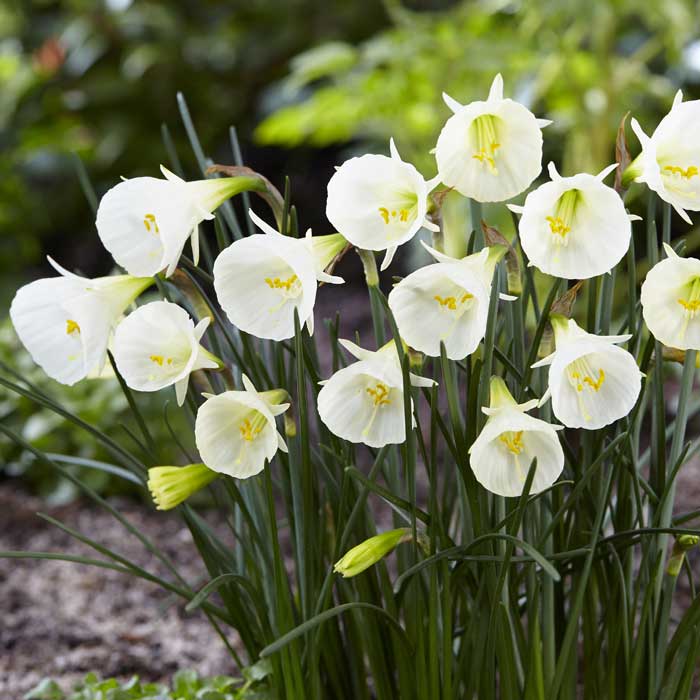 花のかわいい ミニ 水仙 球根 【 ホワイトペチコート 】3球 スイセン