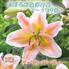 ֿѤ ɴ  ѡƥ  庬 1 ޤۤпɴ Ĥ꿧  ߿  lily ֤