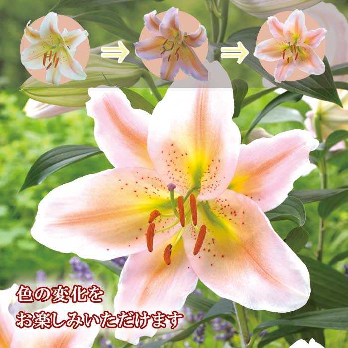 花色変わる 百合 【 サーモンパーティー 】 球根 1球 まほろば色彩百合