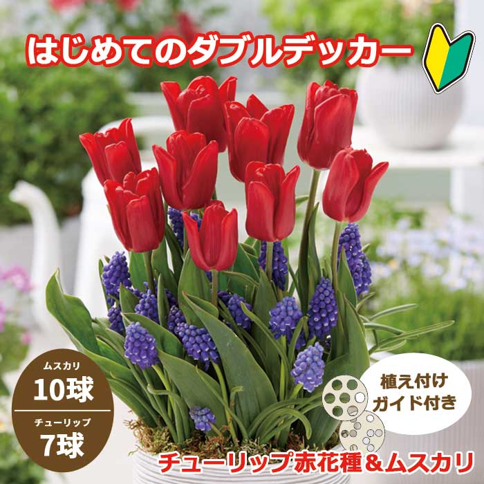 はじめてのダブルデッカー チューリップ 【 レッド 】＆ ムスカリ 球根