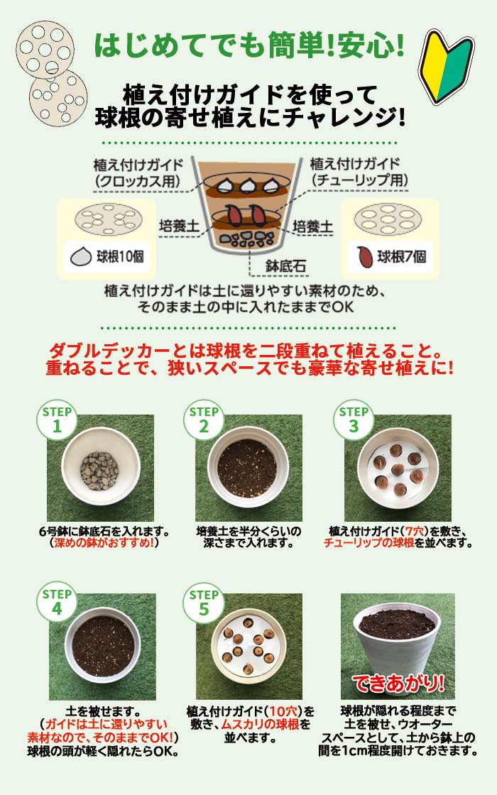 はじめてのダブルデッカー チューリップ 【 ピンク 】＆ ムスカリ 球根