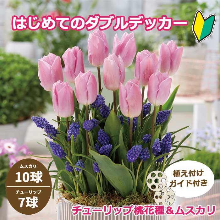 はじめてのダブルデッカー チューリップ 【 ピンク 】＆ ムスカリ 球根