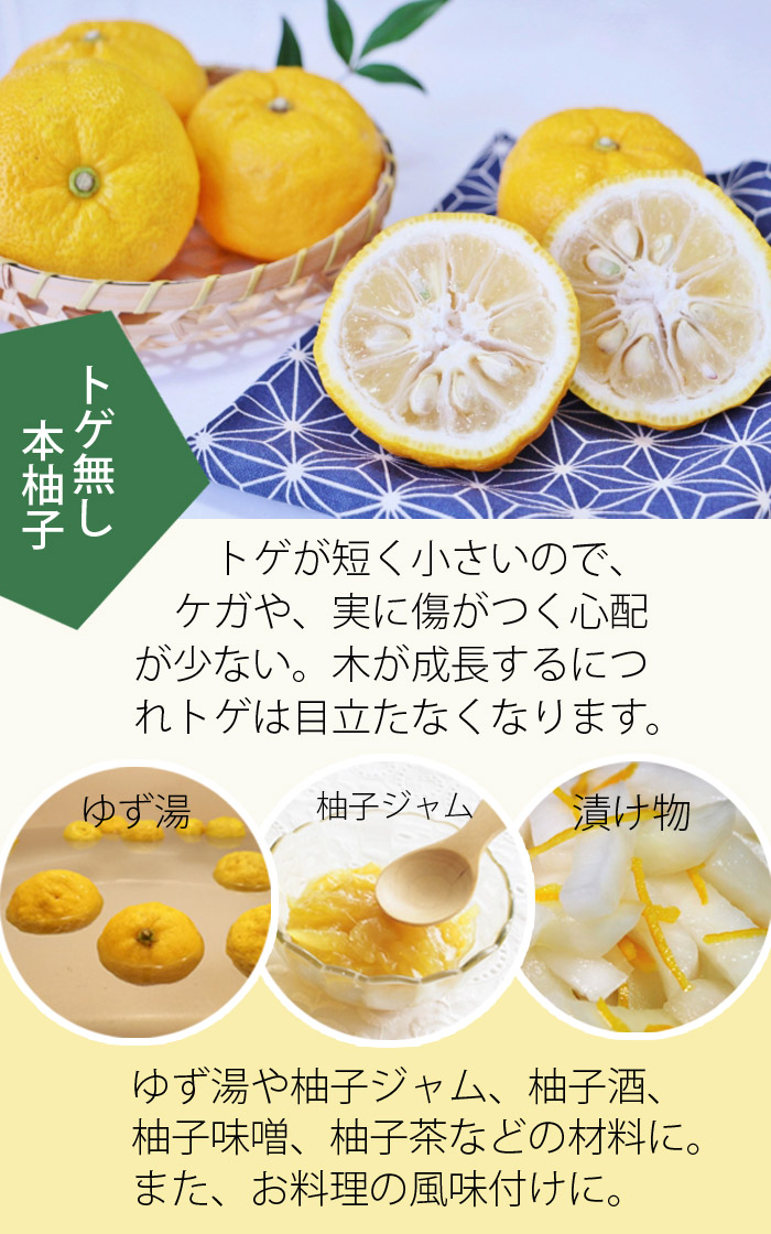 ゆず 苗木 トゲ無本柚子 15cmポット トゲ無し とげなし 苗が若いうち