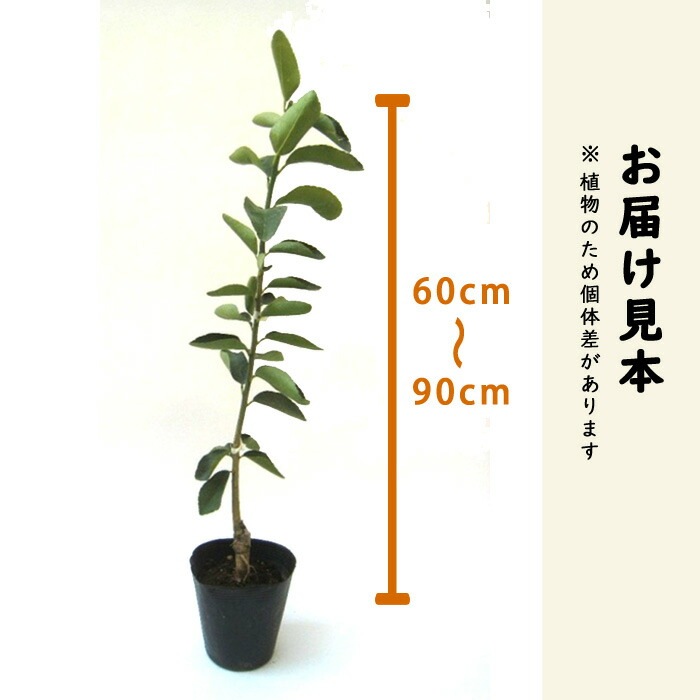 ゆず 苗木 トゲ無本柚子 15cmポット トゲ無し とげなし 苗が若いうち