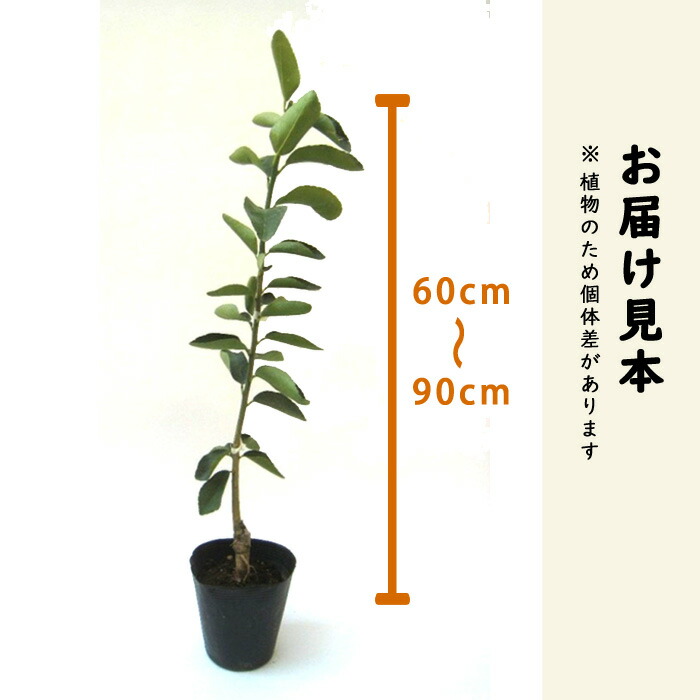 柚子の苗木(根無し) ¥650 ゆず 苗木 トゲ無本柚子 15cmポット トゲ無し とげなし 苗が若いうち