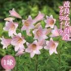 ���� ����ɴ�� �ޥ��˥ե����� �庬 1�� ������ �߿��� ɴ�� ���ȥ� ��� Lily �֤�����