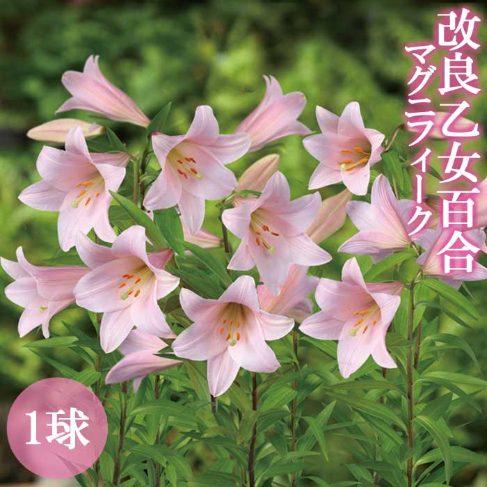 改良 乙女百合 マグニフィーク 球根 1球 秋植え 冬植え 百合 オトメ