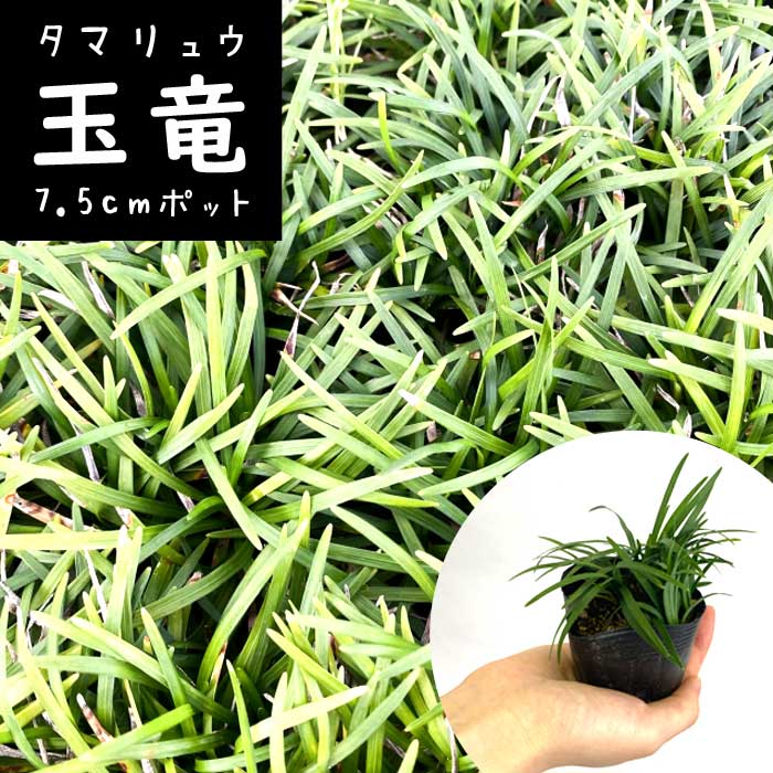 リュウノヒゲ　タマリュウ　グランドカバー　抜き苗　2000株 タマリュウ 玉竜 7.5cm ジャノヒゲ リュウノヒゲ グランドカバー