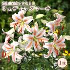 ��10�����ܤ��ȯ�������� ���� ��ɴ�� �庬 �� �����ǥ��󥰥ޡ��� ��1�� ɴ�� ��� lily ��� ���ꥨ�󥿥� ��꡼ �֤�����
