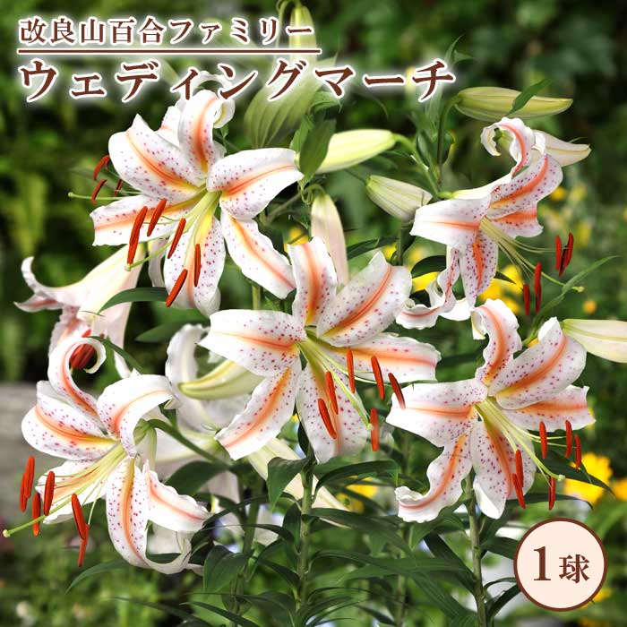 改良 山百合 球根 【 ウェディングマーチ 】1球 百合 ユリ lily ゆり