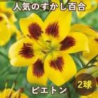 ɴ  ԥȥ  庬 2  ߿  ɴ ȭ   Lily ֤