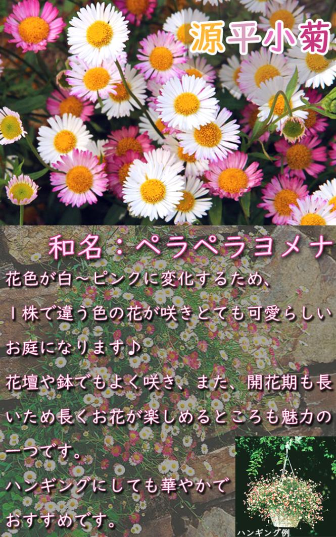 宿根草 源平小菊 9cmポット 苗 エリゲロン カルビンスキアヌス