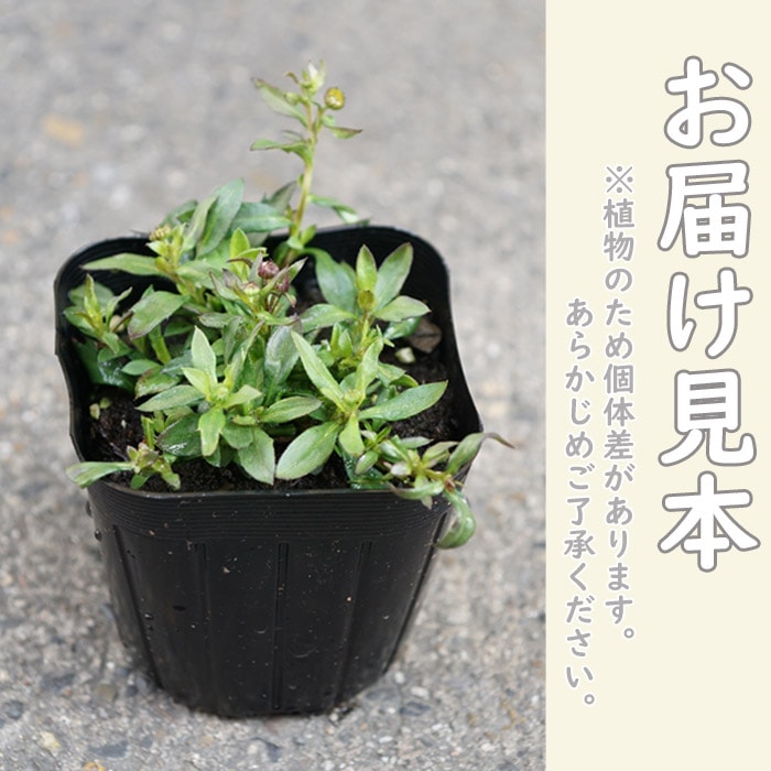 予約】宿根草 源平小菊 9cmポット 苗 エリゲロン カルビンスキアヌス