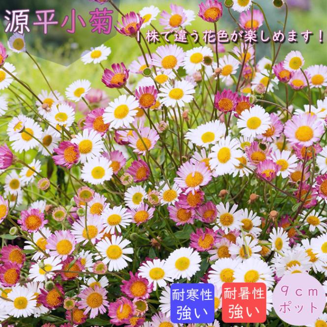 10月中下旬より順次発送】宿根草 源平小菊 9cmポット 苗 エリゲロン