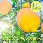 ���� ���� �ꥹ�ܥ���� 24����ݥå� ��ȭ�� ���� ���� ������ ���ȷ���� lemon ݦݨ ����̵��