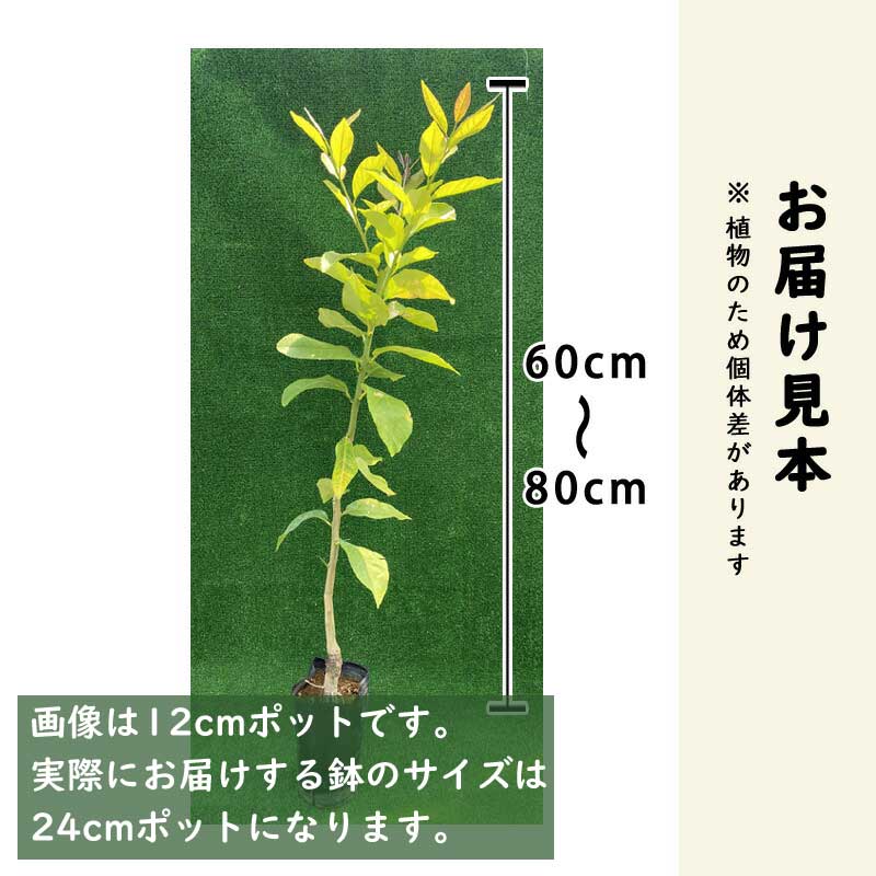 4年生　リスボン　レモン接木苗　樹高120センチ 6.5号ポット　撮影品お届け 柑橘 レモン リスボンレモン 苗 販売 時期 苗木部 By 花ひろばオンライン