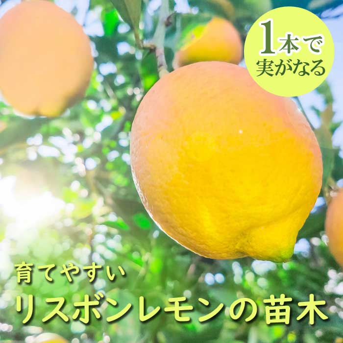 レモン 苗木 リスボンレモン 24cmポット 大鉢苗 接木 柑橘 柑橘苗