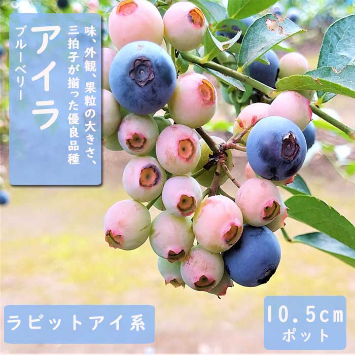 ブルーベリー苗5号ポット8本セット ブルーベリー苗 5号ポット8本セット ブルーベリー（ラビットアイ