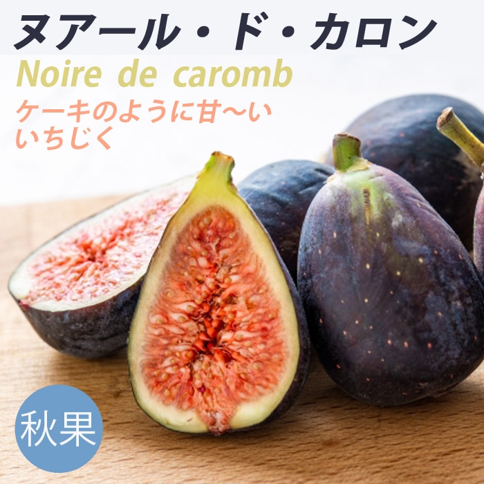 果樹 苗 イチジク いちじく ヌアール・ド・カロン 15cmポット 無花果