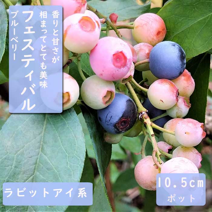 ブルーベリー苗木☆フェスティバル 【公式通販】