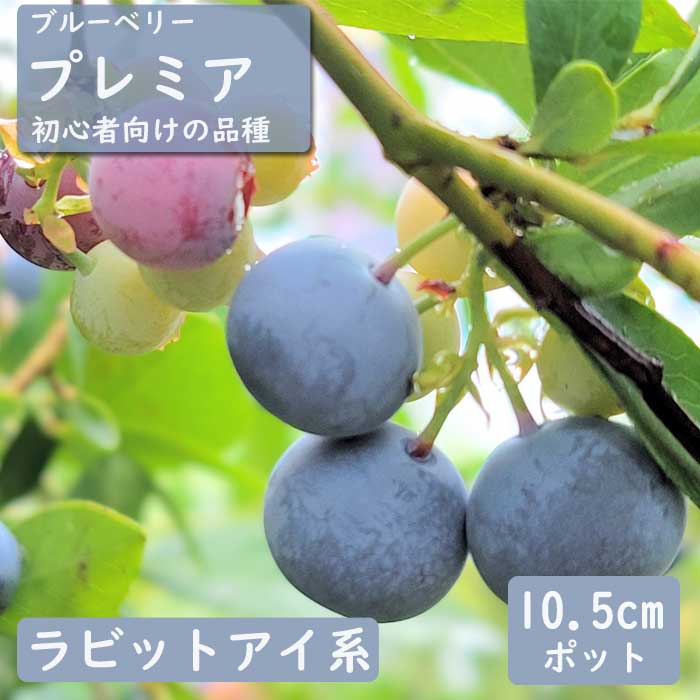 ブルーベリー 苗木 ラビットアイ系 プレミア 10.5cmポット 小果樹