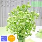 ���ꥹ�ޥ������� �ե������� 10.5cm�ݥå� �� �������ɥ����ǥ� Ⱦ���� �� �� ���� �Ѵ��� �����ǥ˥� �إ�ܥ륹 ����¿ǯ�� �֤�����