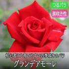 �Х� �� �����ǥ��⡼�� ��Ƥ䤹�� �͵��餭 12����ݥå� 2ǯ������ �Ĥ�Х�  �� ������ rose  Grande Amore