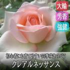 �Х� �� ���쥢��ͥå��� ��Ƥ䤹�� �͵��餭 12����ݥå� 2ǯ������ ����  �� ������ rose Clair Renaissance