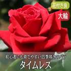 �Х� �� ������쥹 ��Ƥ䤹�� �͵��餭 12����ݥå� 2ǯ������ ����  �� ������ rose Timeless