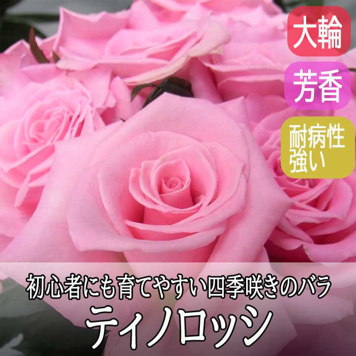 バラ 苗 ティノロッシ 育てやすい 四季咲き 12cmポット 2年生大苗