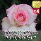 �Х� �� �ץ�󥻥��ɥ���ʥ� ��Ƥ䤹�� �͵��餭 12����ݥå� 2ǯ������ ����  �� ������ rose Princesse de Monaco