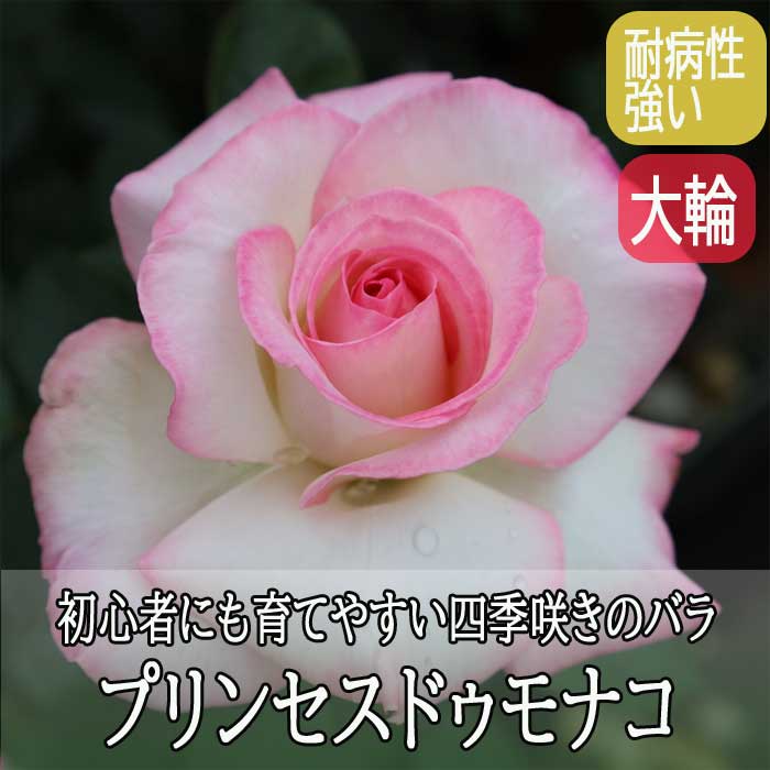 バラ 苗 プリンセスドゥモナコ 育てやすい 四季咲き 12cmポット 2