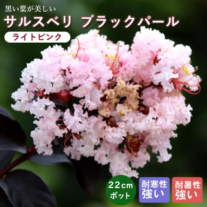 サルスベリ 苗木 ブラックパール 22cmポット 苗 ガーデニング 園芸