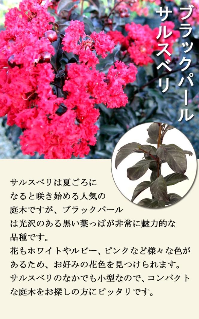 大人気品種☆サルスベリ ブラックパールホワイト1.4M(鉢底から)花付き