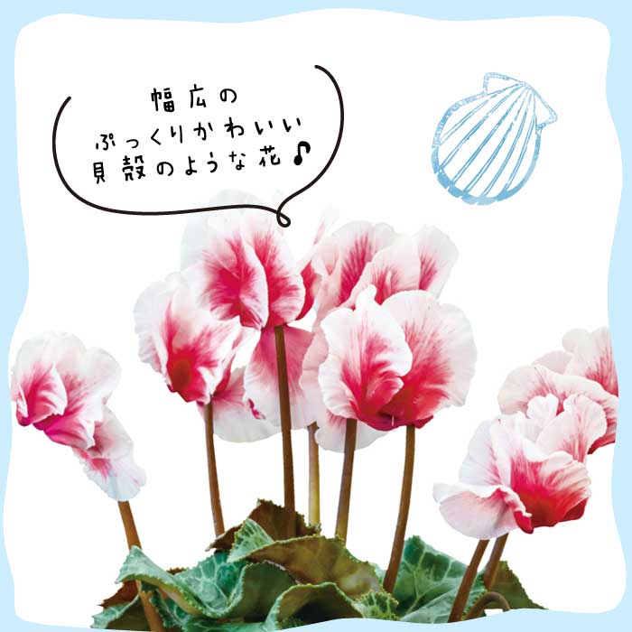 シクラメン アロハ シャインレッド 9cmポット 連続開花 cyclamen 貝殻