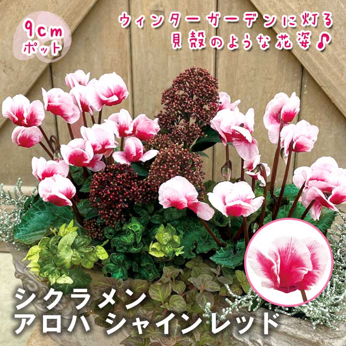 シクラメン アロハ シャインレッド 9cmポット 連続開花 cyclamen 貝殻