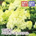 �Υꥦ�ĥ� �饤��饤�� 21cm�ޤ���24cm�ݥå�(���������ޤ���) ��ȭ �� �������� �ѥ˥���顼�� ������ ����