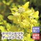 �ƥޥꥷ��ĥ� �����ĥ������ 21cm�ޤ���24cm�ݥå�(���������ޤ���)  ��ȭ �� ������ ���� �ѽ��� �Ѵ���