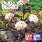 �ƥޥꥷ��ĥ� �ǥ����ܥ� 21cm�ޤ���24cm�ݥå�(���������ޤ���) ��ȭ �� ������ ���� ���� �ѽ��� �Ѵ���