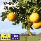 ���� ���� �ޡ����� ���졼�ץե롼�� 15����ݥå� ���� ������ ���ȷ���� �����ǥ˥� ����̵��