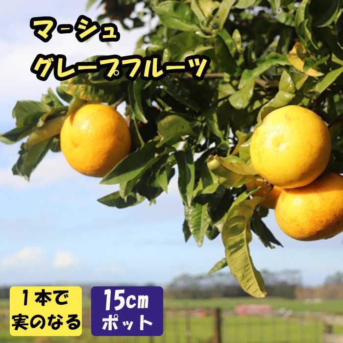 柑橘 苗木 マーシュ グレープフルーツ 15cmポット 接木 柑橘苗 自家