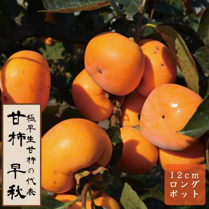 甘柿 苗 早秋（そうしゅう） 果樹 苗木 接木 苗 12cmロングポット