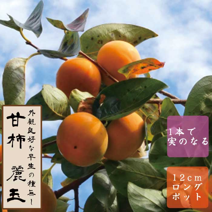 甘柿 苗 麗玉（れいぎょく） 果樹 苗木 接木 苗 12cmロングポット
